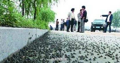 南京千只蛤蟆集体上街 地震局称系正常现象 悬崖上男子挂出求爱条幅