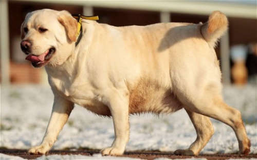120斤胖狗超重险丧命水中行走瘦身成功（组图）