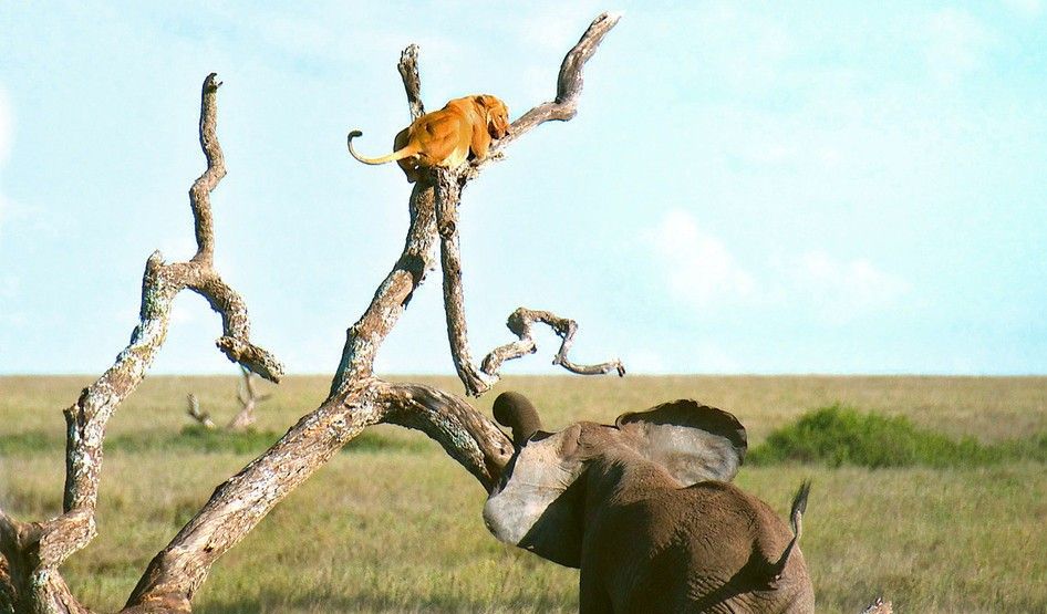 衣服猫大象马猜成语_大象卡通图片