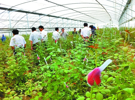 花样河南 生产面积全国第二 种类丰富