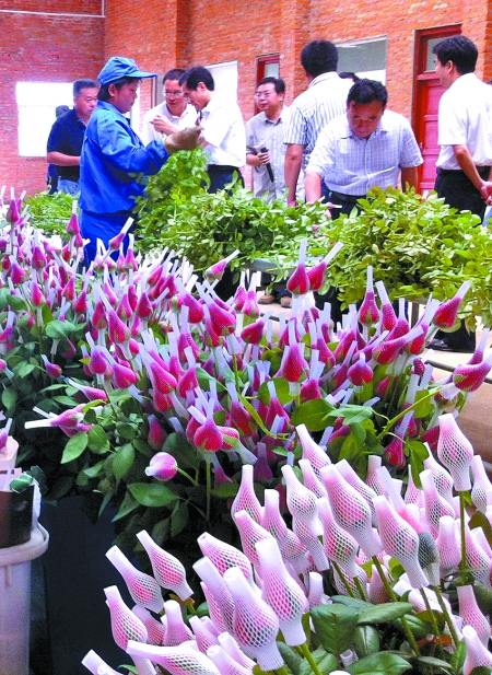 花样河南生产面积全国第二种类丰富