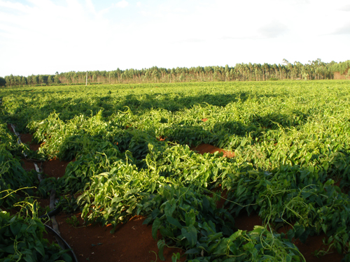 东英镇:调整农业结构 促进农民增收