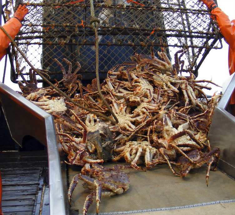 国外渔民惊魂远洋捕捞1米长帝王蟹纪实