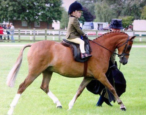 英国三岁男童萌态可掬成世界最年轻骑马运动员