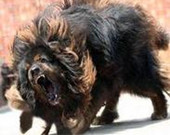 6月陕西省10人死于狂犬病