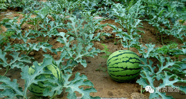 南京:2014江宁横溪西瓜节拉开序幕