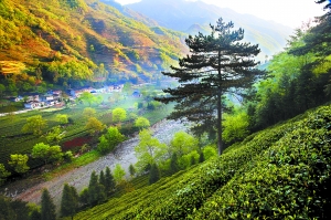 [兰州晨报 探访文县高山龙井茶 见证"雨前茶"采制过程-甘肃文县网