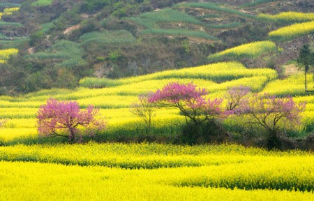 云南罗平赏花观瀑 重庆自驾罗平旅游攻略