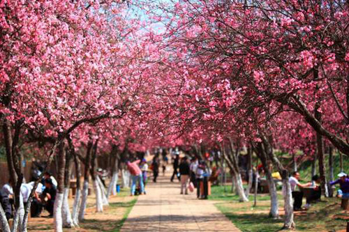 春来一场樱花雨 盘点国内十大最美赏樱地
