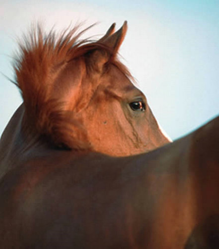 世界十大新奇SPA 蛇按摩金子美颜惹围观