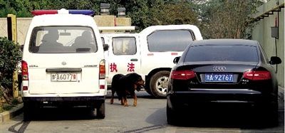 郑州藏獒伤人后与警察城管对峙5小时被6枪击毙