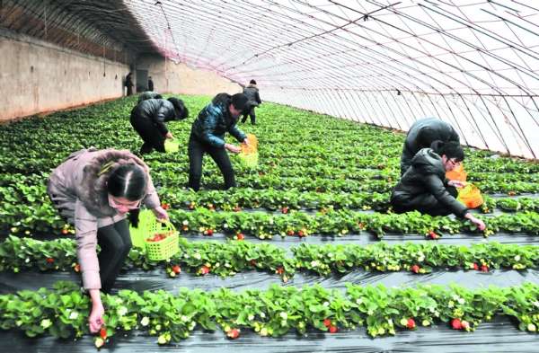 草莓热门资讯-邹城市中心店镇草莓产业助推生