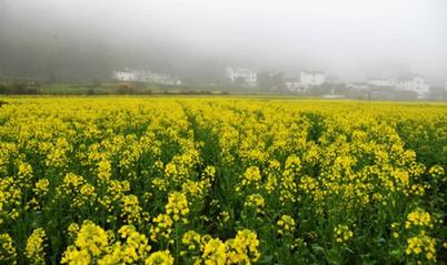 2015年婺源赏油菜花攻略