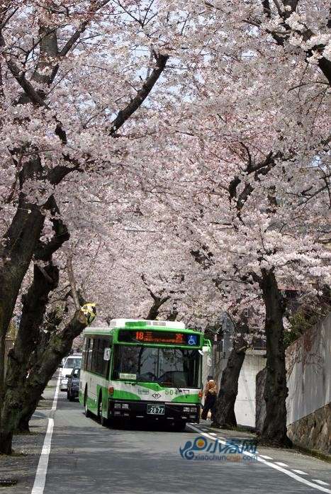 盘点:赏樱季日本闻名的樱花隧道