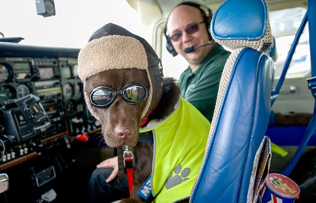 宠物犬飞行250小时获机务人员证 上飞机受VIP
