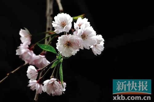 一亲红颜 广东新丰樱花峪领略夺魂般美艳