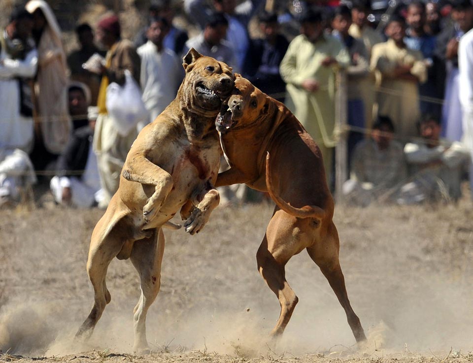巴基斯坦残忍斗狗比赛