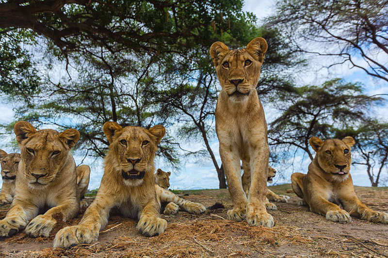 澳大利亚 动物 rdn_55136137dddbb.jpg