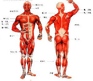 美培养出与肌肉相似组织工程骨骼肌