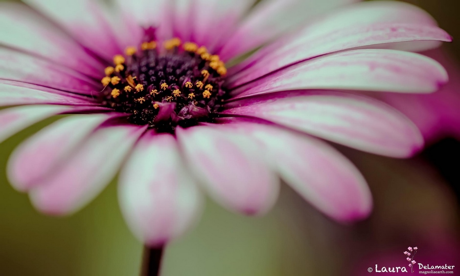 夏至未至 生如夏花