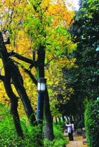 镜头下合肥池州安庆三市 记录城市森林精彩(组