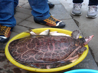 烟台男子水库钓到11.5斤大龟 专家称罕见(图)