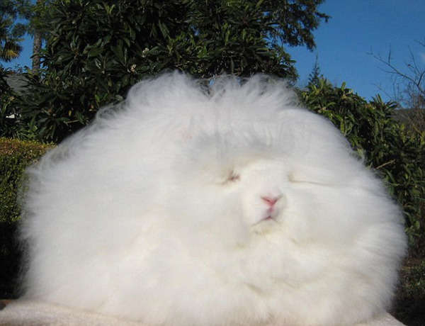 美一长毛兔体毛长达3米 或破世界纪录(组图)