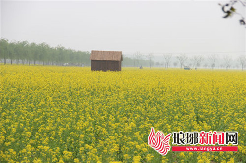 临沂兰陵县第二届菜博会今开幕 持续一个月