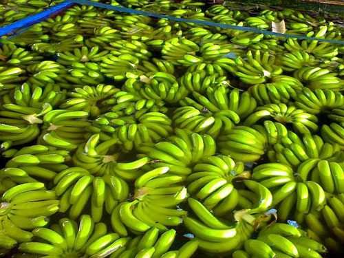 菲媒:菲香蕉入关中国后无人购买 被迫大批返回