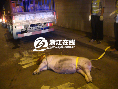 浙江台州:肥猪高速隧道内狂奔 遭轿车撞上毙命