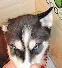 女子发虐狗照引争议:割耳、挖眼珠、割头肢解