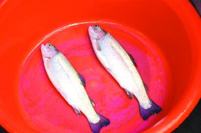 国内首次引进三文鱼种试养成功 价格每斤50元