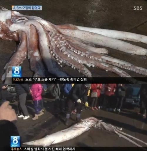 韩国釜山惊现4.5米巨型鱿鱼，引市民围观（SBS电视画面截图）