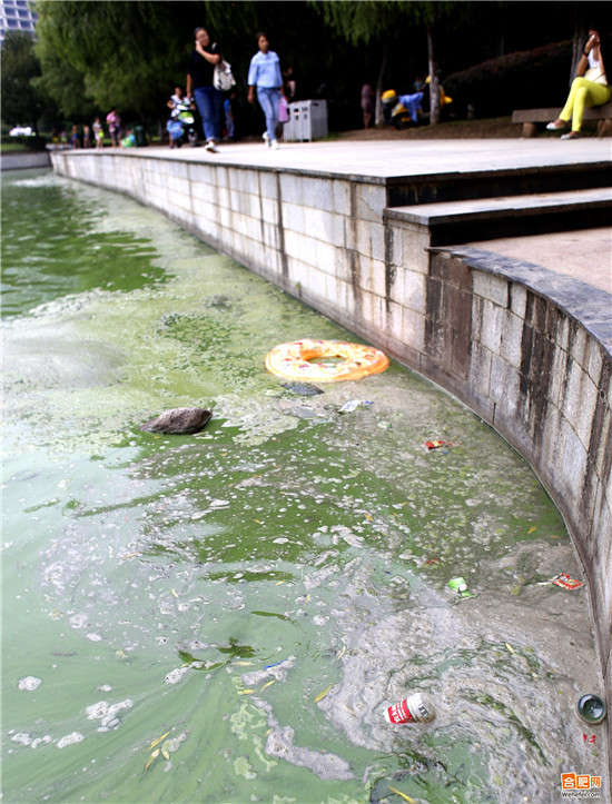 合肥天鹅湖污染严重 水面漂浮垃圾和蓝藻