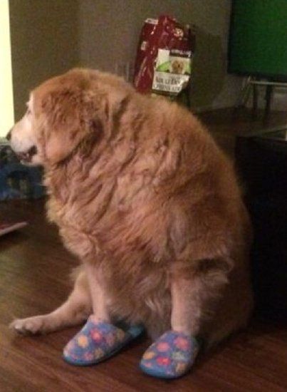 苟芸慧晒家中金毛犬搞笑穿着拖鞋不干活(图)(图)