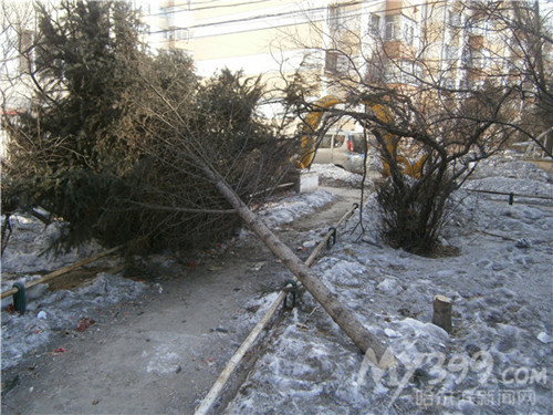 哈市仁和家园7棵红松被毁 香坊园林悬赏电锯
