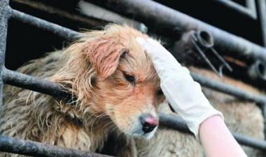 广西玉林被骂无碍狗肉节 当地餐馆:越抵制生意