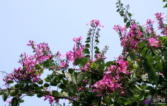 赏花攻略:厦门万石植物园--桃花、月季