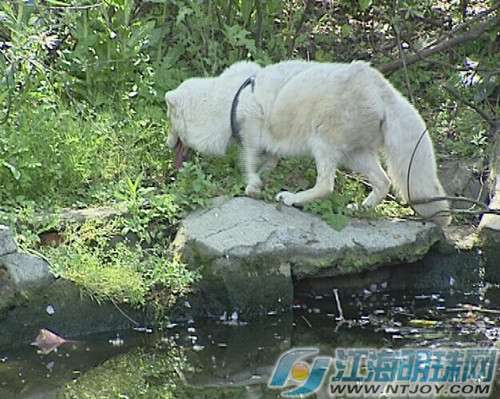 南通军山动物救助站成功救治受伤白狐_江苏频道_凤凰网