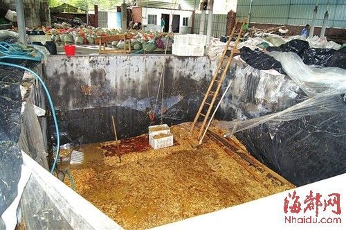 福建古田縣查獲35噸致癌金針菇(組圖)