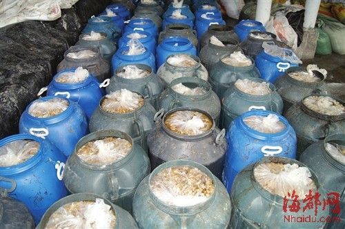 福建古田縣查獲35噸致癌金針菇(組圖)