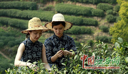 浪漫春天 资溪将举办踏青采茶节(组图)