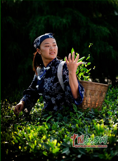 浪漫春天 资溪将举办踏青采茶节(组图)