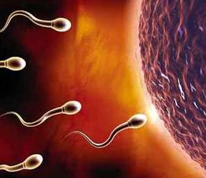 精子与卵子结合的奇妙瞬间(组图)