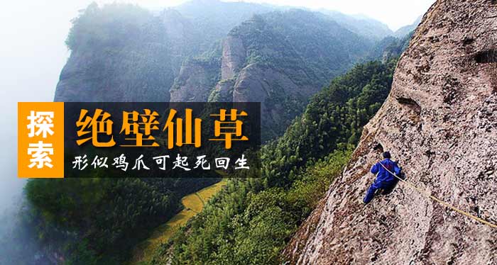 崀山还魂草：藏于绝壁洞穴 可起死回生