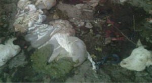 固始县盗贼猖狂