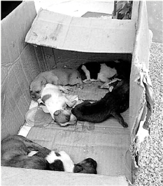杭州：犬类收容所人员当狗妈妈面摔死7只小狗