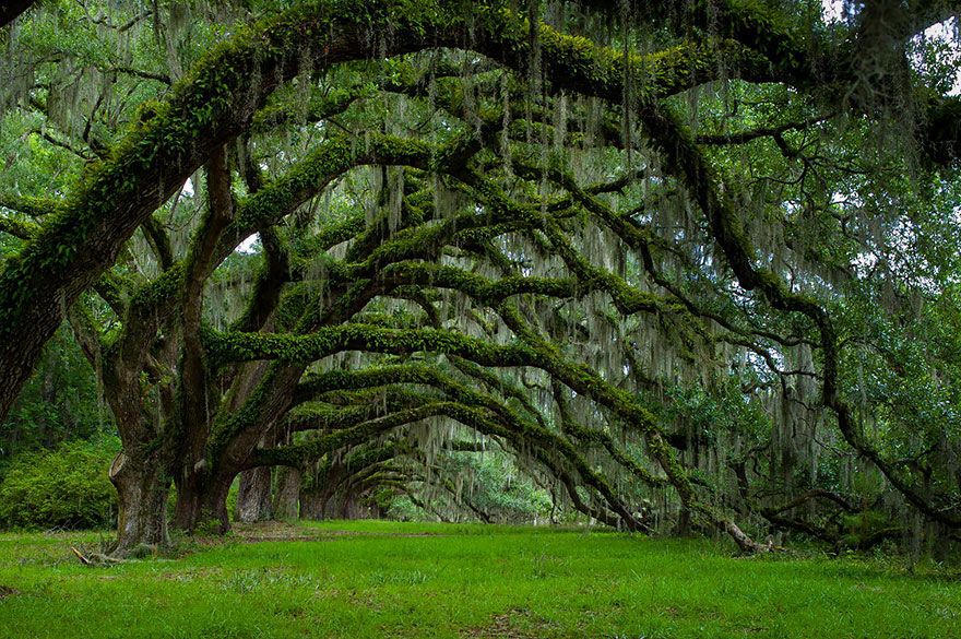 Windwing - Beautiful Trees In The World