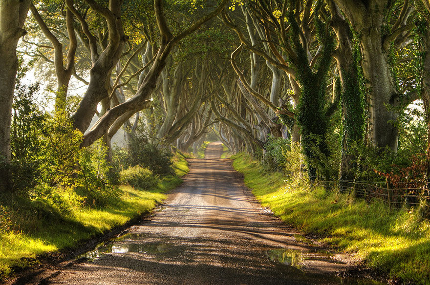 Windwing - Beautiful Trees In The World