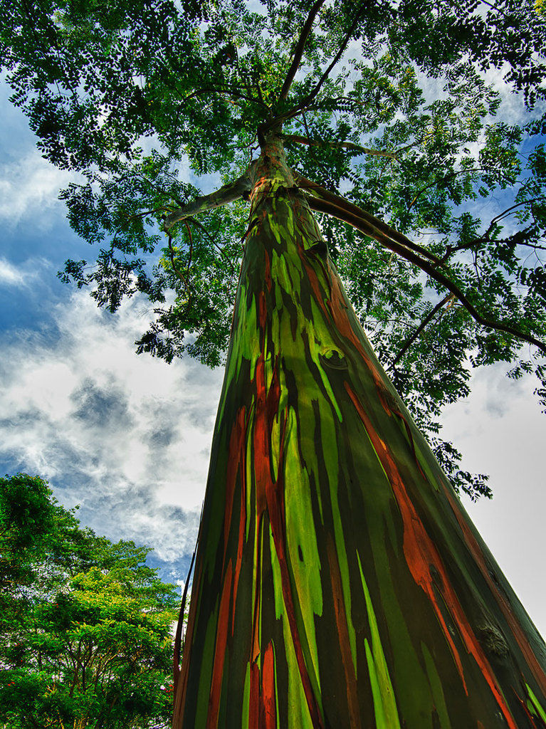 Windwing - Beautiful Trees In The World